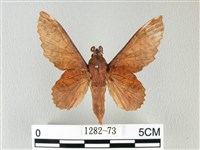 鋸緣枯葉蛾藏品圖，第1張