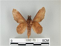 鋸緣枯葉蛾藏品圖，第2張