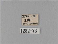 鋸緣枯葉蛾藏品圖，第3張