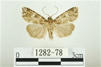 白斑散紋夜蛾藏品圖，第1張