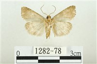 白斑散紋夜蛾藏品圖，第2張