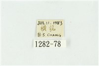 白斑散紋夜蛾藏品圖，第3張