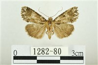 白斑散紋夜蛾藏品圖，第1張