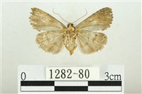 白斑散紋夜蛾藏品圖，第2張