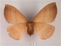 黑胸帶蛾藏品圖，第2張