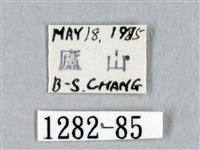 黑胸帶蛾藏品圖，第3張