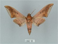 廣東鷹翅天蛾藏品圖，第2張