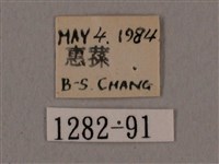 廣東鷹翅天蛾藏品圖，第3張