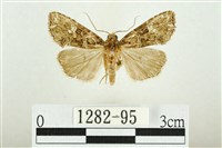 白斑散紋夜蛾藏品圖，第1張