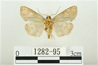 白斑散紋夜蛾藏品圖，第2張