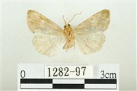 白斑散紋夜蛾藏品圖，第2張