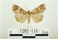 白斑散紋夜蛾藏品圖，第1張