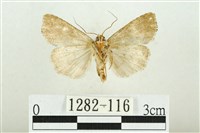 白斑散紋夜蛾藏品圖，第2張