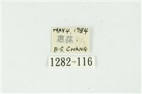 白斑散紋夜蛾藏品圖，第3張