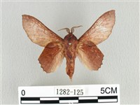 臺灣枯葉蛾藏品圖，第1張