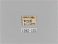 臺灣枯葉蛾藏品圖，第3張