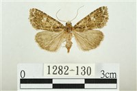 白斑散紋夜蛾藏品圖，第1張