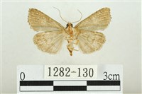 白斑散紋夜蛾藏品圖，第2張