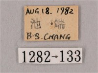 直翅六點天蛾藏品圖，第3張