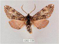 井上氏絨毛天蛾藏品圖，第1張