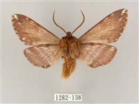 井上氏絨毛天蛾藏品圖，第2張