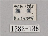 井上氏絨毛天蛾藏品圖，第3張