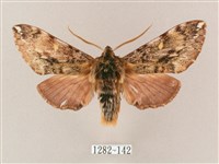 井上氏絨毛天蛾藏品圖，第1張