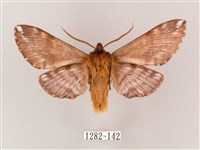 井上氏絨毛天蛾藏品圖，第2張