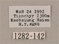 井上氏絨毛天蛾藏品圖，第3張