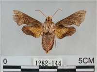 三角凹緣天蛾藏品圖，第2張