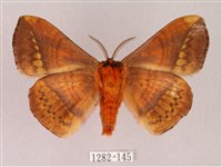 阿里山絨帶蛾藏品圖，第2張