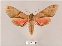 榆綠天蛾藏品圖，第1張