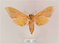 榆綠天蛾藏品圖，第2張