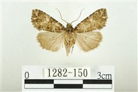 白斑散紋夜蛾藏品圖，第1張