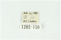 白斑散紋夜蛾藏品圖，第3張