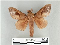 大褐斑枯葉蛾藏品圖，第1張