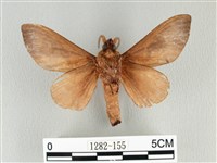 大褐斑枯葉蛾藏品圖，第2張