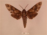 白星天蛾藏品圖，第1張