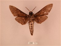 白星天蛾藏品圖，第2張