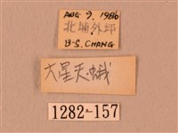 白星天蛾藏品圖，第3張