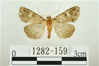 白斑散紋夜蛾藏品圖，第1張