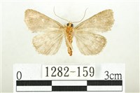 白斑散紋夜蛾藏品圖，第2張