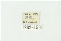 白斑散紋夜蛾藏品圖，第3張