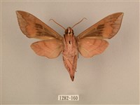 背中白天蛾藏品圖，第2張