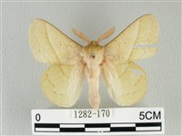 青枯葉蛾藏品圖，第1張