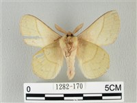 青枯葉蛾藏品圖，第2張