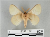 青枯葉蛾藏品圖，第2張