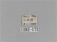 青枯葉蛾藏品圖，第3張