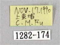 阿里山絨帶蛾藏品圖，第3張