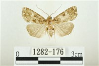 白斑散紋夜蛾藏品圖，第1張